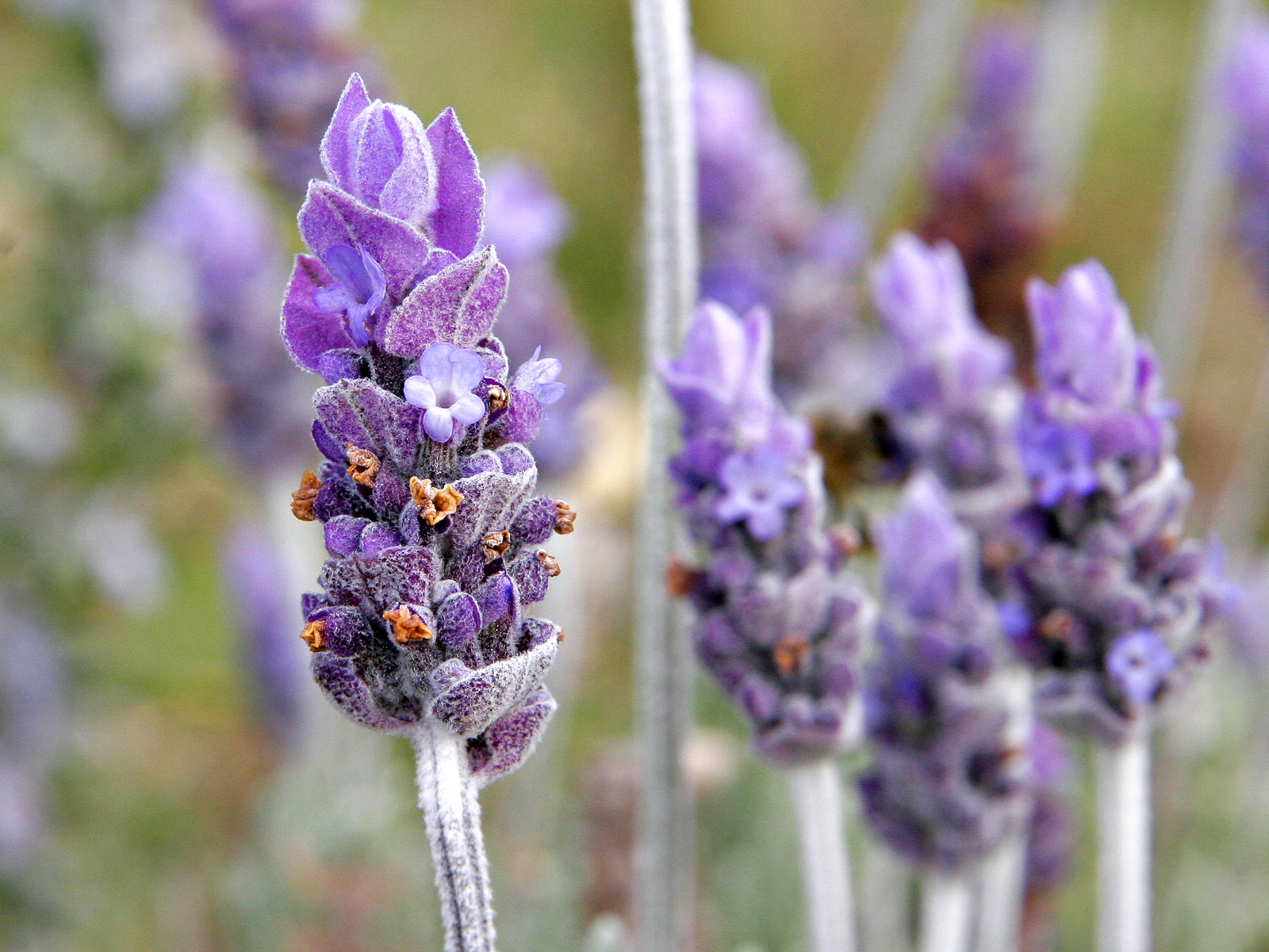 Single_lavendar_flower02